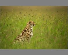 African Cheetah - Image By Giri Cavale