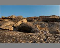 Leopard Camera Trap - Image By Giri Cavale