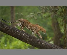 Leopard - Image By Giri Cavale
