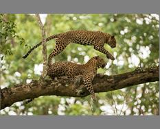 Leopards - Image By Giri Cavale