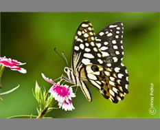 Butterfly at Nagpur - Image by Vinay Thakur